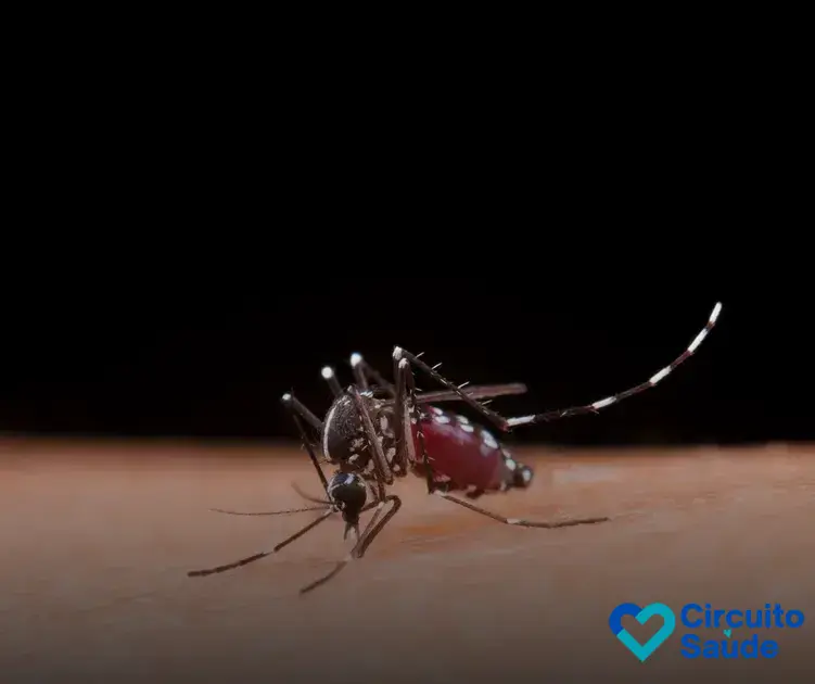 mosquito dengue como identificar