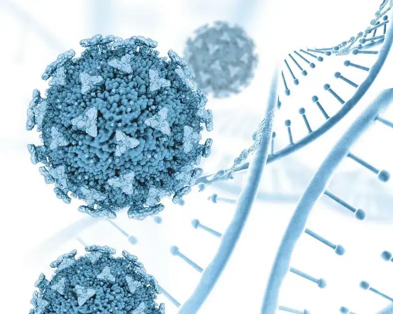 Funções do Hormônio Folículo Estimulante no Corpo Humano