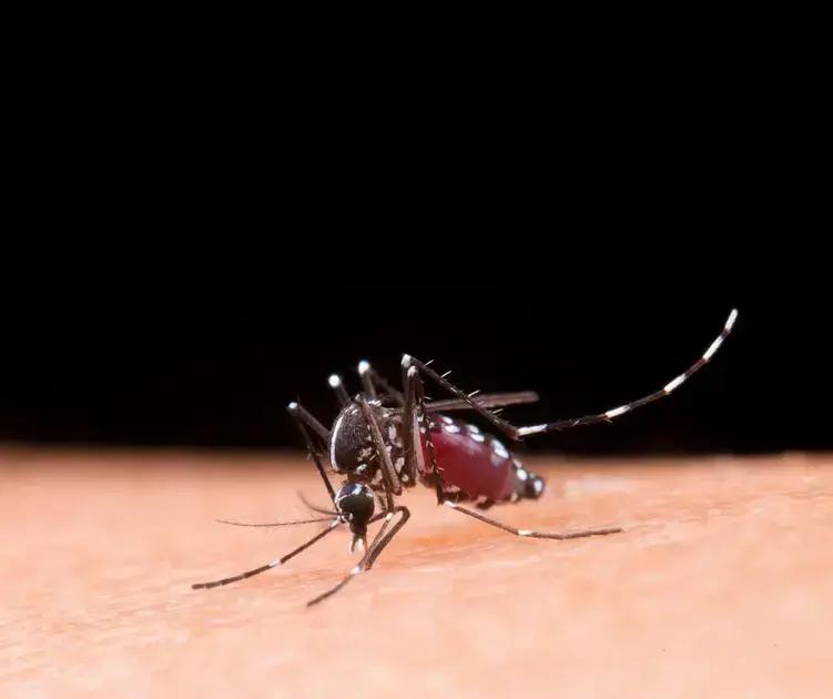 Mosquito dengue: como identificar e se proteger efetivamente